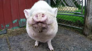 Hilton the rescued pig adores his apple slice treats