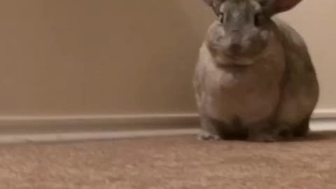 Bunny Flop