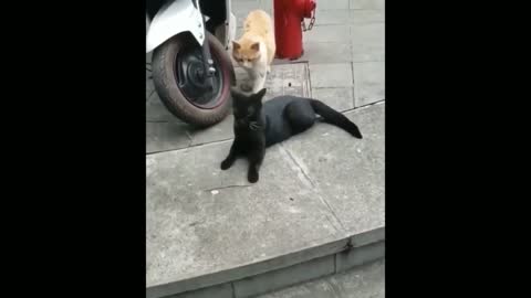 Funny pets