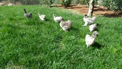 Brahma chicks (2)