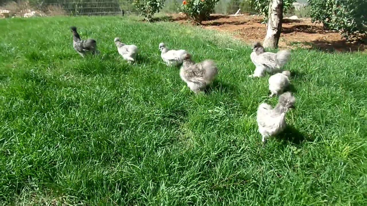 Brahma chicks (2)