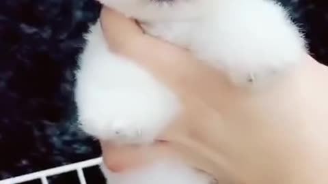 Cute little puppy video from Tik Tok I love this puppy