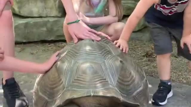 Giant Tortoise at the Cincinnati Zoo!