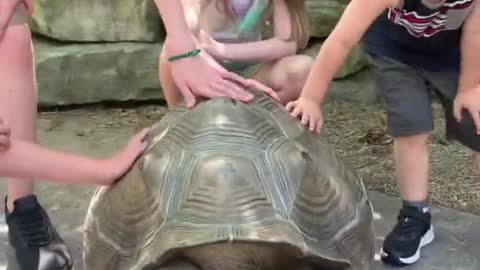 Giant Tortoise at the Cincinnati Zoo!