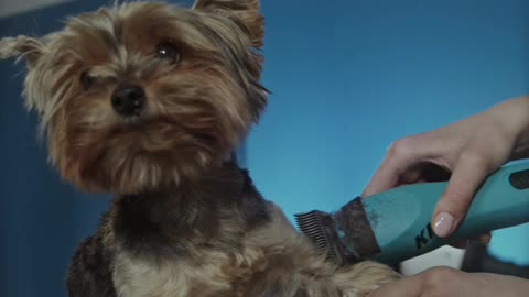 TRIMMING THE DOG'S FUR