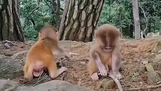 Two little monkey friends in the mountains
