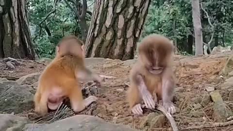 Two little monkey friends in the mountains