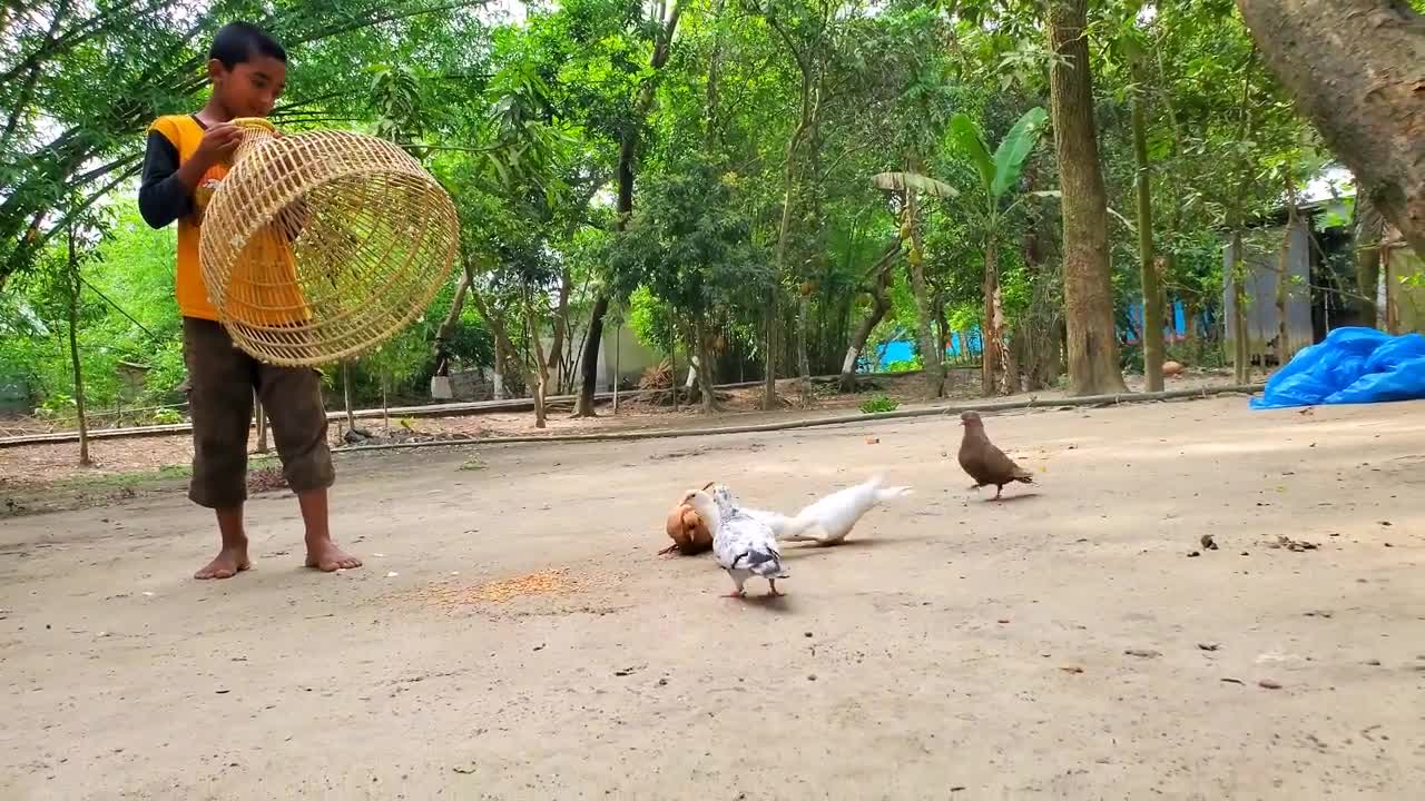 Amazing Pigeon Trapping technique _ Boy Catching Bird With Fishing Tools Polo