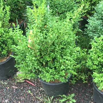 Boxwoods at Highland Hill Farm in fountainville pa near Philadelphia call us at 215 651 8329