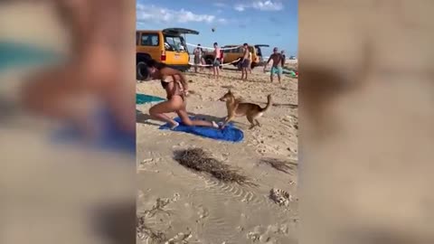 Australia: Dingo Bites Sunbathing Tourist In Queensland