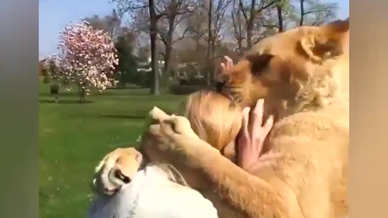 Animals Sense And Love #shorts #viral #shortsvideo #video