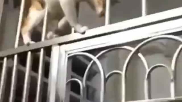 Look How flexible cats are ??