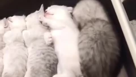 funny cat videos | cute cat videos | cute animals | funny cats 03