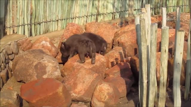 Baby hyenas playing