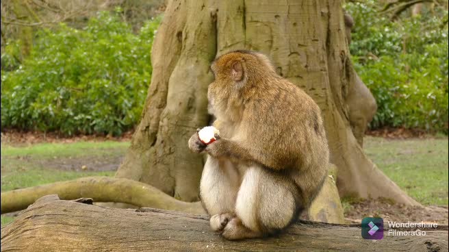 Monkey is eat a apple