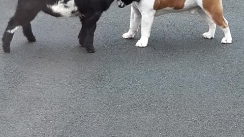 Bulldog and Pygmy Goat Make Best Buddies