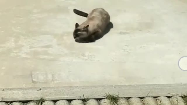 Our cat loves basking on summer sun!