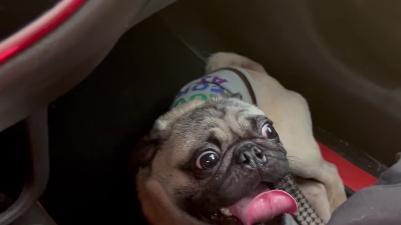 Panting Pug Sounds Like Car Breaking Down