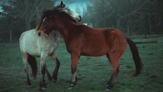 horse and his family