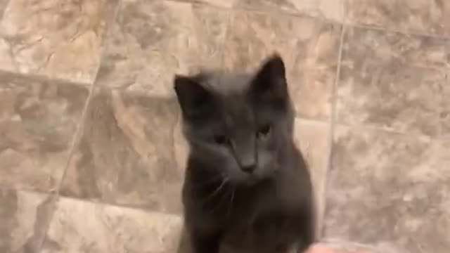 Cat loves giving high-fives and fist bumps