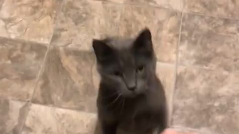 Cat loves giving high-fives and fist bumps