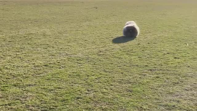 🔥Funniest Dogs will make you laugh all day long | Instagram Reels and Tiktok Videos | Desi animals 🔥