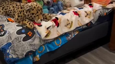 NO se permiten mascotas