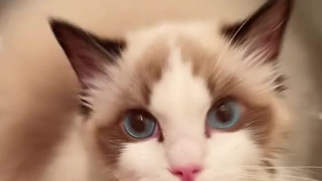 Funny Animal Videos 2022 😂 - Funniest Dogs And Cats Videos 😺😍