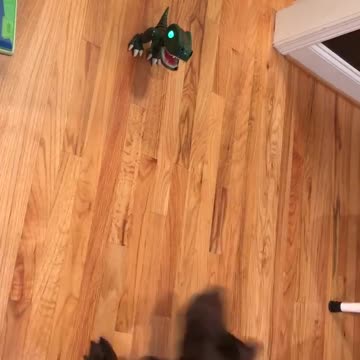 Puppy Vs T Rex….9 months later