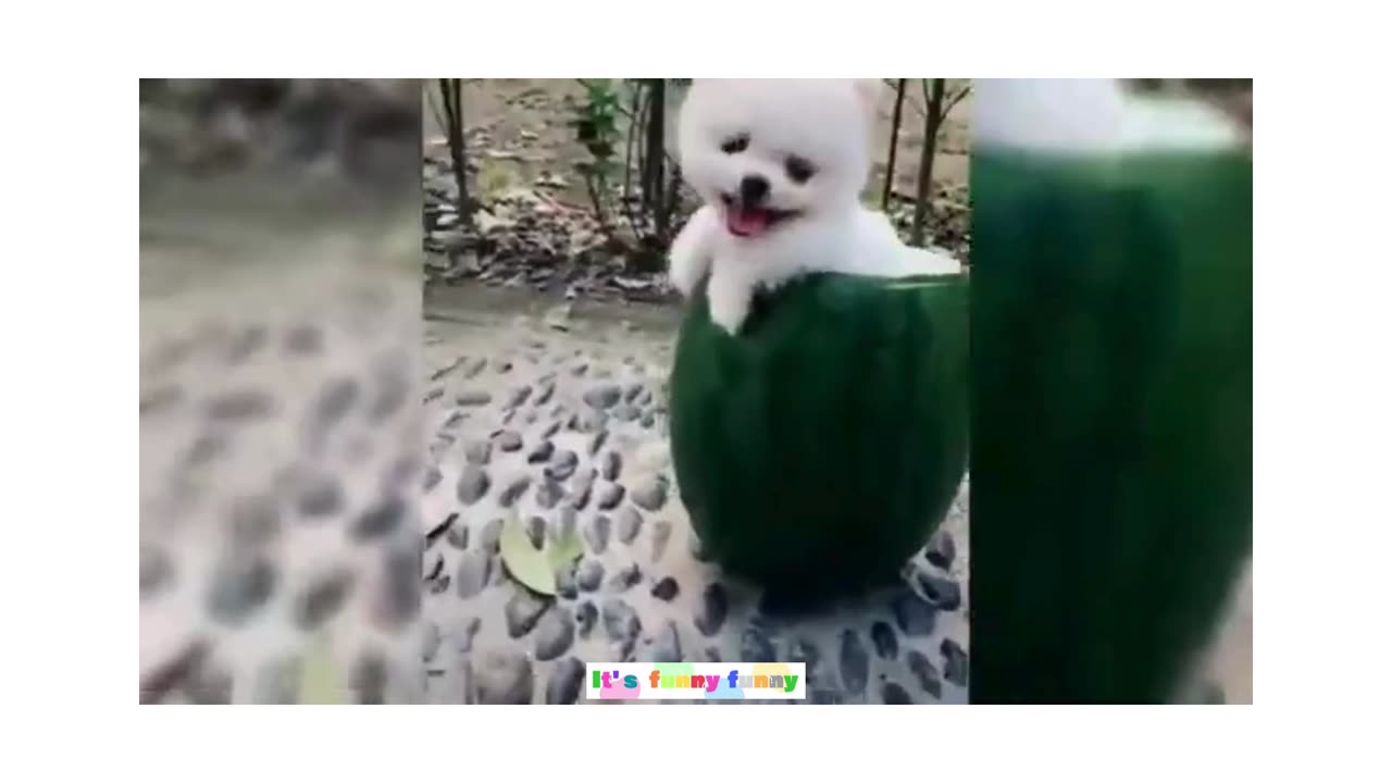 Healing animals 12