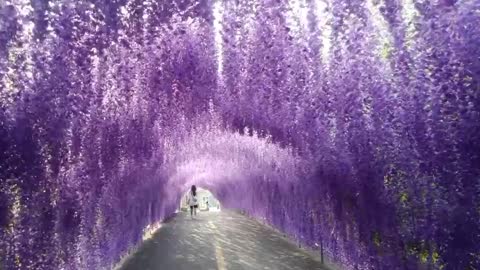How beautiful the flowers are