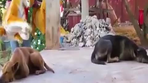 fake tiger prank scaring dogs and monkey