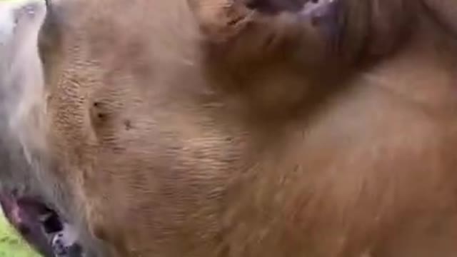 German Shepherd vs Pittbull Part 2