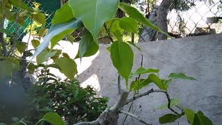 Bonsai