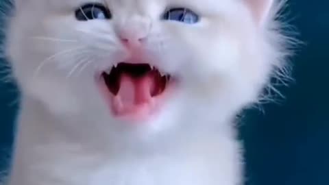 Cute baby Cat Funny video II Funny video II Animal funny video