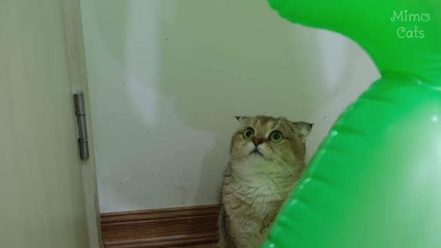 Funny cats vs alien