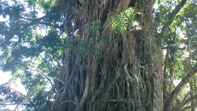 How to Climb a Tree in Ten Seconds