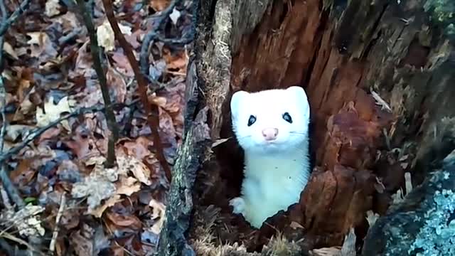 Stoat in a Tree - Cute!