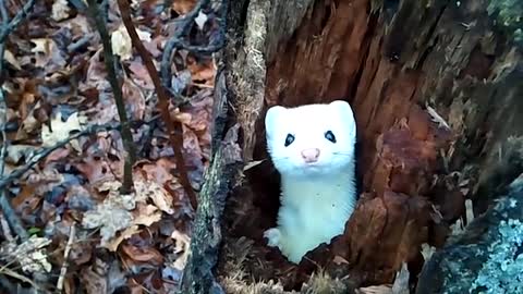 Stoat in a Tree - Cute!