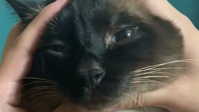 very cute brown cat trying to bite hand