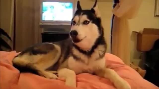 Funny pet dogs