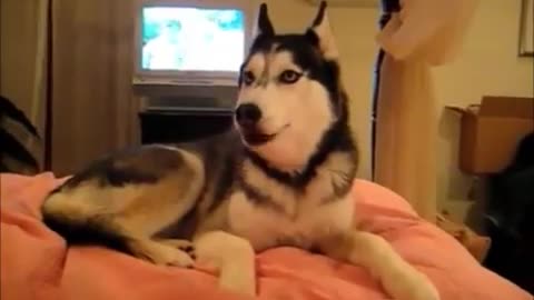 Funny pet dogs