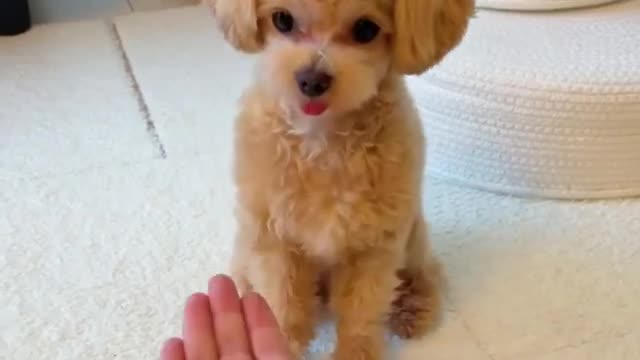 cute dog