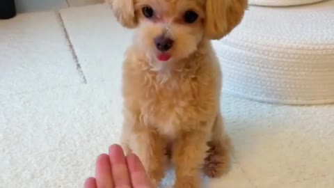 cute dog