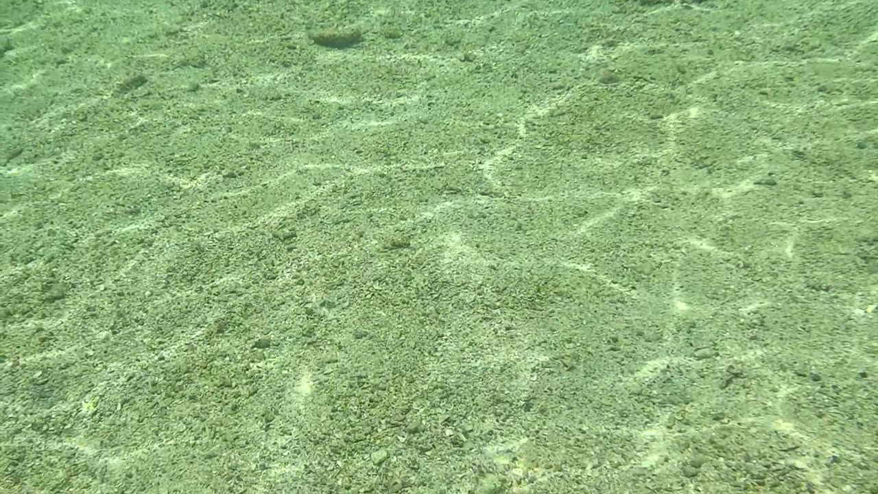 Snorkeling Adventure the Pristine Waters of Once Islas, Zamboanga. Nice School of Fish