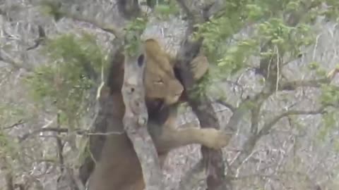 Cheetah hide food