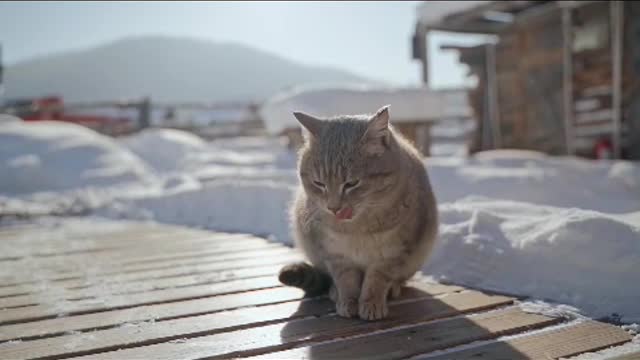 Winter cat