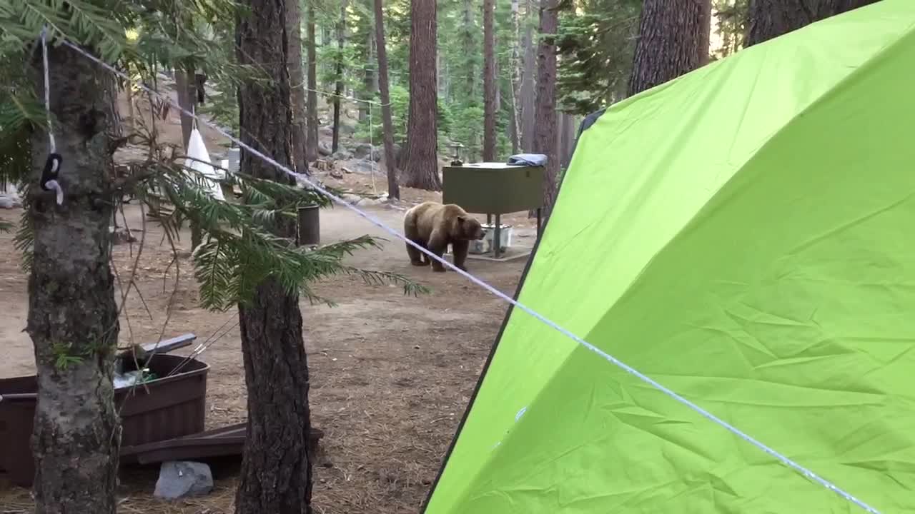 Bear Smells Dinner Cooking at Campsite