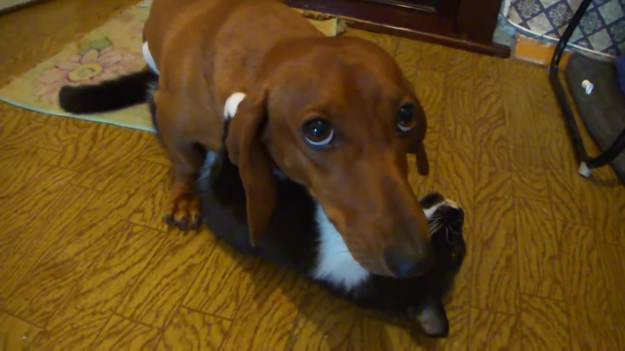 Dachshund does not want to give the cat