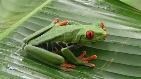 Red-eyed frog